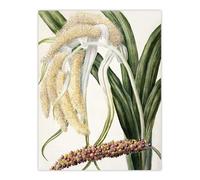 Artery8 New Zealand Perching Lily Flower Plant By Sarah Featon Large Wall Art Print 18X24 : Delicate native flower print radiating elegance perfect for bedroom or serene hallway