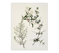 Artery8 New Zealand Pomaderris Edgerleyi Plant By Sarah Featon Large Wall Art Print 18X24 : Vintage botanical artwork highlighting rare species perfect for collector’s home décor