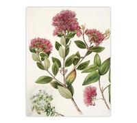 Artery8 New Zealand Rata Flowers Illustration By Sarah Featon Large Wall Art Print 18X24 : Classic nature illustration revealing timeless grace perfect for bedroom or living room