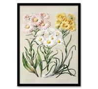 Artery8 New Zealand Snow Groundsel Flowers By Sarah Featon Framed Wall Art Print 12X16 : Gentle alpine flower piece offering purity and calm suited to minimalist home décor