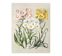 Artery8 New Zealand Snow Groundsel Flowers By Sarah Featon Large Wall Art Print 18X24 : Gentle alpine flower piece offering purity and calm suited to minimalist home décor