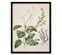 Artery8 New Zealand Swamp Mazus Flowering Plant By Sarah Featon Framed Wall Art Print 12X16 : Wetland plant artwork expressing tranquility perfect for peaceful bathroom or living room