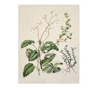 Artery8 New Zealand Swamp Mazus Flowering Plant By Sarah Featon Wall Art Print 12X16 : Wetland plant artwork expressing tranquility perfect for peaceful bathroom or living room