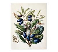 Artery8 New Zealand Taraire Fruit Branch By Sarah Featon Extra Large XL Wall Art Print 24X32 : Elegant study of native fruit branch adding botanical warmth to kitchen or hallway décor