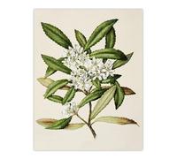 Artery8 New Zealand Tawari Plant Flowers By Sarah Featon Extra Large XL Wall Art Print 24X32 : Refined floral depiction representing natural beauty perfect for hallway or sitting area