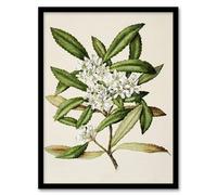 Artery8 New Zealand Tawari Plant Flowers By Sarah Featon Framed Wall Art Print 12X16 : Refined floral depiction representing natural beauty perfect for hallway or sitting area
