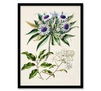 Artery8 New Zealand Teteaweka Plant Flowers By Sarah Featon Framed Wall Art Print A4 : Soft bloom arrangement capturing harmony of form suited to tranquil modern home