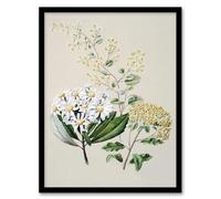 Artery8 New Zealand Three Senecio Flower Species By Sarah Featon Framed Wall Art Print 12X16 : Floral composition celebrating native diversity perfect for gallery wall or lounge