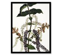 Artery8 New Zealand Tutu Plant Vintage Artwork By Sarah Featon Framed Wall Art Print 12X16 : Wild plant artwork with vintage charm enhancing rustic kitchen or relaxed interior