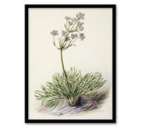 Artery8 New Zealand Wild Spaniard Flower By Sarah Featon Framed Wall Art Print 12X16 : Detailed native bloom artwork celebrating natural resilience ideal for bright hallway décor