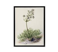 Artery8 New Zealand Wild Spaniard Flower Featon Framed Canvas Wall Art Print in Beige | Size: W18" x H24" Artery8 Beige W18" x H24"