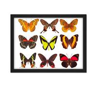 Artery8 Nine Butterflies Butterfly Collection Various Types Colourful Artwork Framed Wall Art Print 18X24 Inch