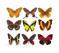 Artery8 Nine Butterflies Butterfly Collection Various Types Colourful Premium Wall Art Canvas Print 18X24 Inch
