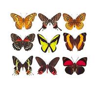 Artery8 Nine Butterflies Butterfly Collection Various Types Colourful Unframed Wall Art Print Poster Home Decor Premium