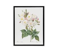 Artery8 Noisette Rose Floral Redoute Vintage Black Framed Canvas Wall Art in White | Size: W12" x H16" Artery8 White W12" x H16"