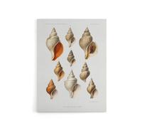 Artery8 Northern Sea Molluscs Species Albert I Canvas Wall Art Print in White | Size: W24" x H32" Artery8 White W24" x H32"