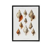 Artery8 Northern Sea Molluscs Species Albert I Framed Canvas Wall Art Print in White | Size: W18" x H24" Artery8 White W18" x H24"