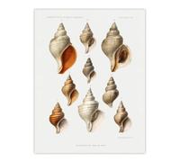 Artery8 Northern Sea Molluscs Species Albert I Wall Art Poster Print 12X16"