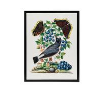 Artery8 Northern Wheatear & Mourning Cloak Bolton Black Framed Canvas Art | Size: W18" x H24" Artery8 Multicolor W18" x H24"