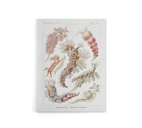 Artery8 Nudibranch Sea Slug Molluscs Haeckel Botanical Canvas Wall Art in White | Size: W24" x H32" Artery8 White W24" x H32"