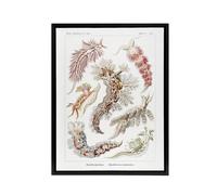 Artery8 Nudibranch Sea Slug Molluscs Haeckel Botanical Framed Canvas Wall Art in White | Size: W24" x H32" Artery8 White W24" x H32"