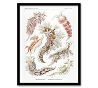 Artery8 Nudibranch Sea Slug Molluscs Haeckel Botanical Framed Wall Art Print in White | Size: A4 Artery8 White A4