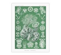 Artery8 Ocean Sea Cucumber Beach Large Wall Art Poster Print 18X24 Inch Artwork By Haeckel : Marine Animal Illustration Perfect For Hallway Or Study Expressing Calm Depth And Organic Balance