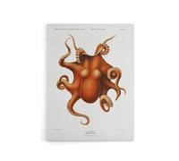 Artery8 Octopus Vintage Illustration Carl Chun Canvas Wall Art Print in White | Size: W18" x H24" Artery8 White W18" x H24"
