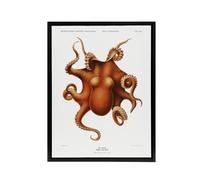 Artery8 Octopus Vintage Illustration Carl Chun Framed Canvas Wall Art Print in White | Size: W12" x H16" Artery8 White W12" x H16"