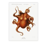Artery8 Octopus Vintage Illustration Carl Chun Wall Art Poster Print in White | Size: W18" x H24" Artery8 White W18" x H24"