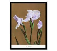 Artery8 Ogawa Kazumasa Framed Wall Art Print Japan Water Iris Flowers - A3 Size