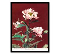 Artery8 Ogawa Kazumasa Framed Wall Art Print Pink Herbaceous Peony Flower in Red | Size: A3 Artery8 Red A3