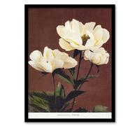 Artery8 Ogawa Kazumasa Framed Wall Art Print White Herbaceous Peony Flowers in Red | Size: A3 Artery8 Red A3