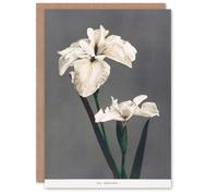Artery8 Ogawa Kazumasa Japanese Art Card White Water Iris Flowers