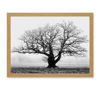 Artery8 Old Oak Tree Black White In Mist Fog Photo A4 Artwork Framed Wall Art Print