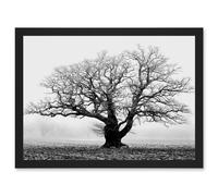 Artery8 Old Oak Tree Black White In Mist Fog Photo A4 Artwork Framed Wall Art Print Artery8 Black