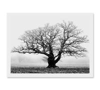 Artery8 Old Oak Tree Black White In Mist Fog Photo A4 Artwork Framed Wall Art Print Artery8 White