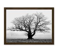 Artery8 Old Oak Tree Black White In Mist Fog Photo A4 Artwork Framed Wall Art Print in Brown Artery8 Brown