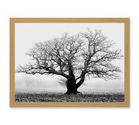 Artery8 Old Oak Tree Black White In Mist Fog Photo A4 Artwork Framed Wall Art Print in Light Oak Artery8 Light Oak