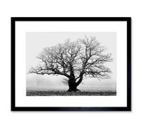 Artery8 Old Oak Tree Black White Mist Fog Photo 12X16" Framed Wall Art Print