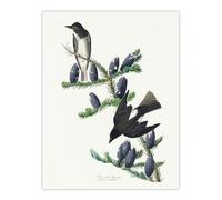 Artery8 Olive Sided Flycatcher Bird on Fir Tree Unframed Wall Art Print 12X16 Artwork By Audubon : Flycatcher On Fir Branch Suited For Hallway Or Study Adding Serenity Focus And Woodland Freshness