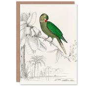 Artery8 Oliver Goldsmith Art Card Green Parakeet Parrot Drawing