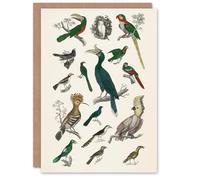 Artery8 Oliver Goldsmith Art Card Various Birds Vintage Illustration