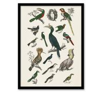 Artery8 Oliver Goldsmith Framed Wall Art Various Birds Vintage Illustration in White | Size: A4 Artery8 White A4