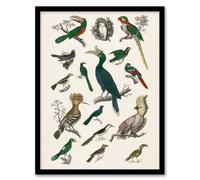 Artery8 Oliver Goldsmith Framed Wall Art Various Birds Vintage Illustration in White | Size: A4 Artery8 White A4