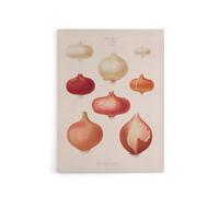 Artery8 Onions Vintage Kitchen Ernst Benary Canvas Wall Art Print in White | Size: W12" x H16" Artery8 White W12" x H16"