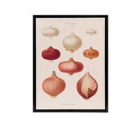 Artery8 Onions Vintage Kitchen Ernst Benary Framed Canvas Wall Art Print in White | Size: W12" x H16" Artery8 White W12" x H16"