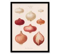 Artery8 Onions Vintage Kitchen Ernst Benary Framed Wall Art Print in White | Size: W12" x H16" Artery8 White W12" x H16"