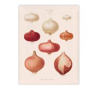 Artery8 Onions Vintage Kitchen Ernst Benary Wall Art Poster Print in White | Size: W18" x H24" Artery8 White W18" x H24"