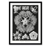 Artery8 Ophiodea Brittle Stars Wall Art Print Framed Poster 12x16 inch Artwork By Haeckel : Starfish Illustration Ideal For Bathroom Or Hallway Reflecting Ocean Life Symmetry And Natural Grace